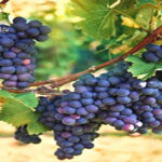 Kebun Anggur Malta: Tur Pecinta Anggur